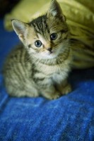 /album/tudosobrecachorrosegatos/gato-n-2-jpg/